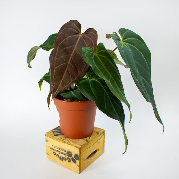 DocBlock Anthurium Dark & Handsome® '9' X Black Widow® '13' 15cm H50cm
