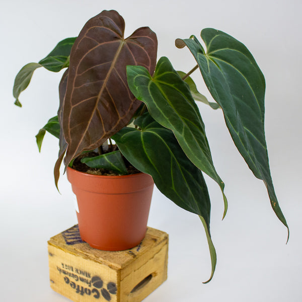 DocBlock Anthurium Dark & Handsome® '9' X Black Widow® '13' 15cm H50cm