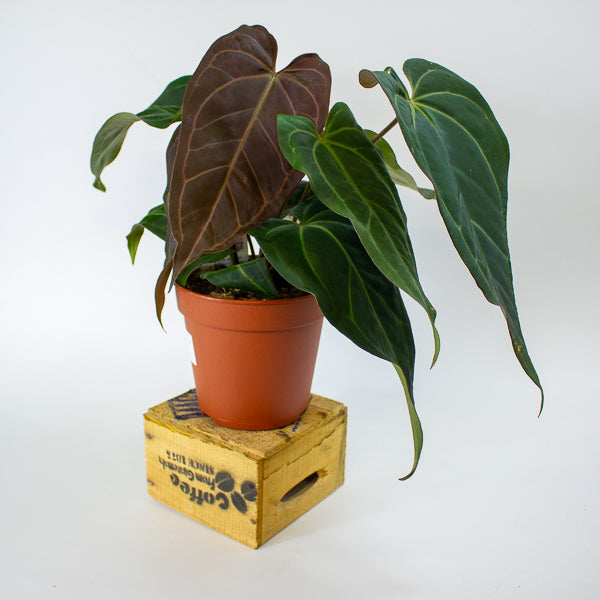 DocBlock Anthurium Dark & Handsome® '9' X Black Widow® '13' 15cm H50cm