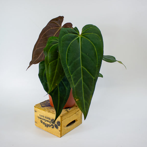 DocBlock Anthurium Dark & Handsome® '9' X Black Widow® '13' 15cm H50cm