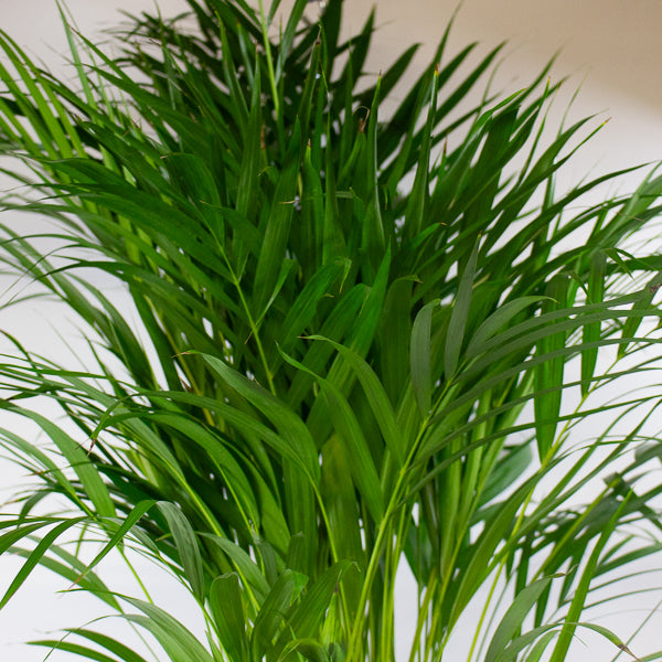 Dypsis lutescens - Areca Palm 19cm H90cm