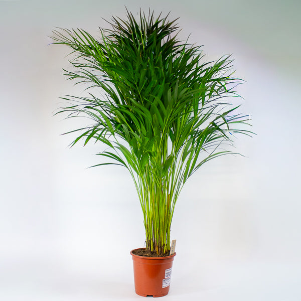 Dypsis lutescens - Areca Palm 19cm H90cm