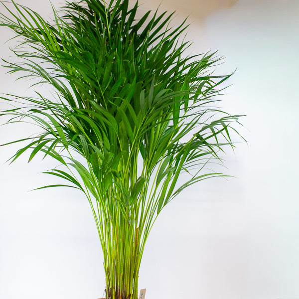 Dypsis lutescens - Areca Palm 19cm H90cm