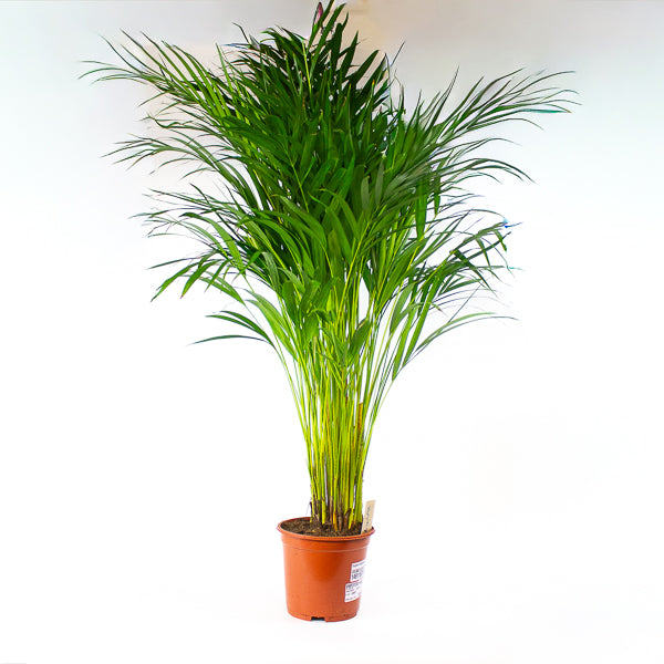 Dypsis lutescens - Areca Palm 19cm H90cm