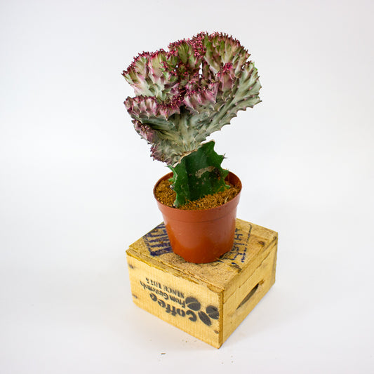 Euphorbia lactea Cristata 10.5cm H22cm
