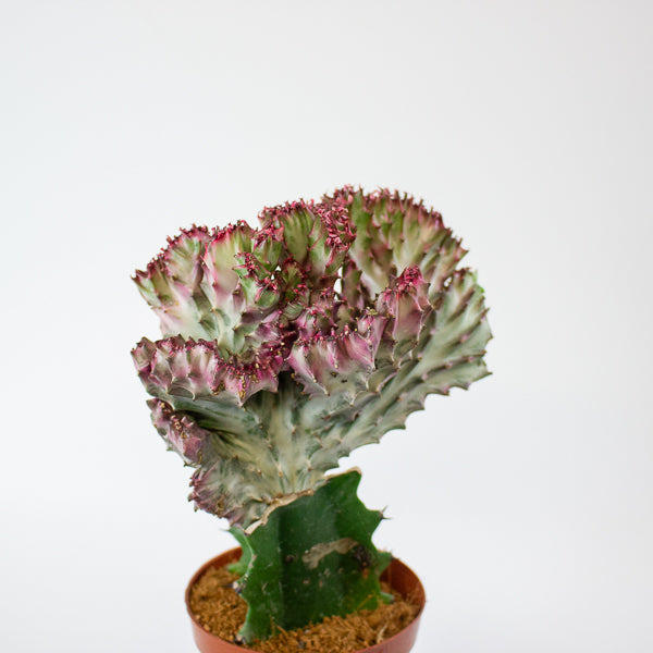 Euphorbia lactea Cristata 10.5cm H22cm