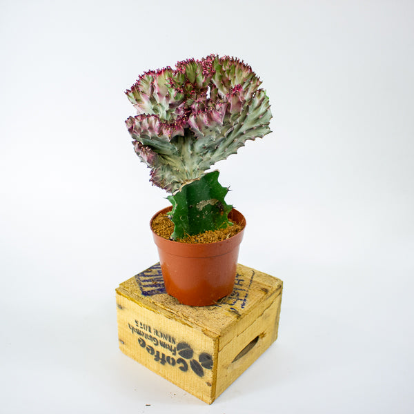 Euphorbia lactea Cristata 10.5cm H22cm