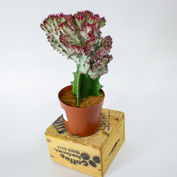 Euphorbia lactea Cristata 10.5cm H22cm
