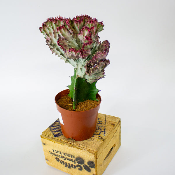 Euphorbia lactea Cristata 10.5cm H22cm