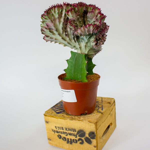 Euphorbia lactea Cristata 10.5cm H22cm