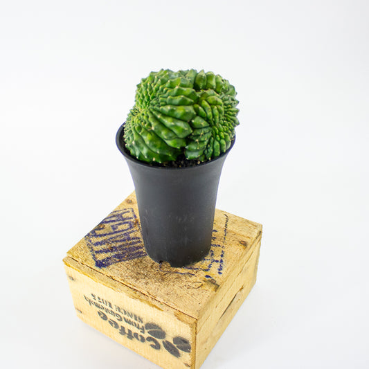 Gymnocalycium mihanovichii Spineless 'Crested'  7.5cm H13cm