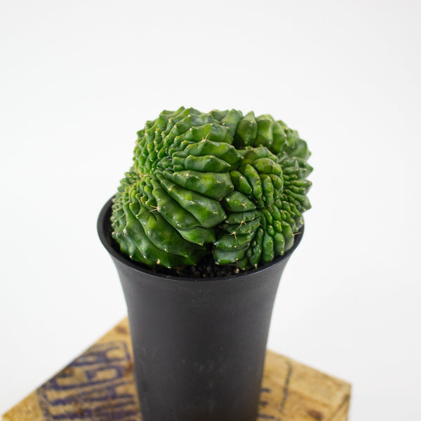 Gymnocalycium mihanovichii Spineless 'Crested'  7.5cm H13cm