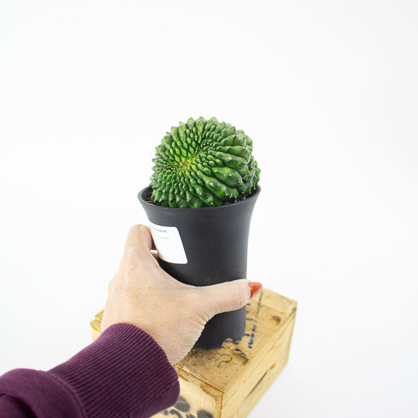Gymnocalycium mihanovichii Spineless 'Crested'  7.5cm H13cm