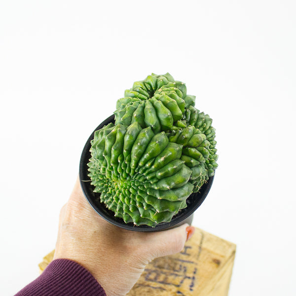 Gymnocalycium mihanovichii Spineless 'Crested'  7.5cm H13cm