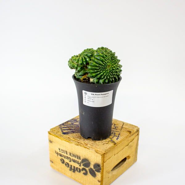 Gymnocalycium mihanovichii Spineless 'Crested'  7.5cm H13cm