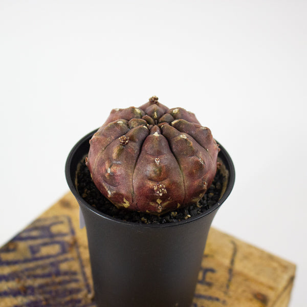 Gymnocalycium mihanovichii Siam Daydream 7.5cm H13cm
