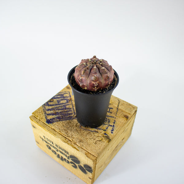 Gymnocalycium mihanovichii Siam Daydream 7.5cm H13cm