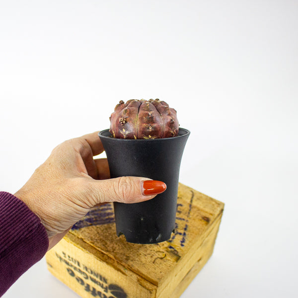 Gymnocalycium mihanovichii Siam Daydream 7.5cm H13cm