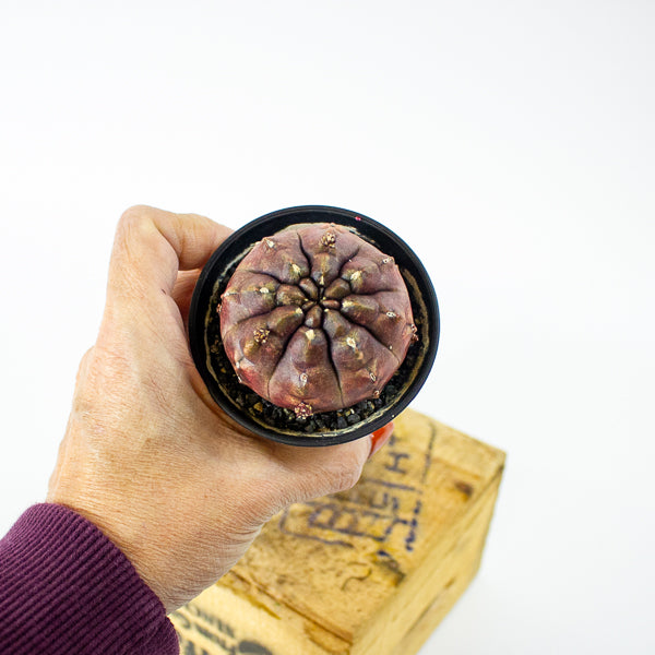 Gymnocalycium mihanovichii Siam Daydream 7.5cm H13cm