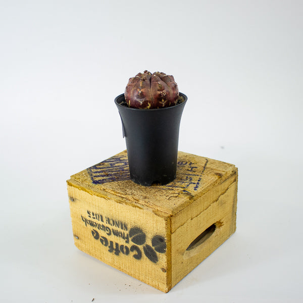 Gymnocalycium mihanovichii Siam Daydream 7.5cm H13cm