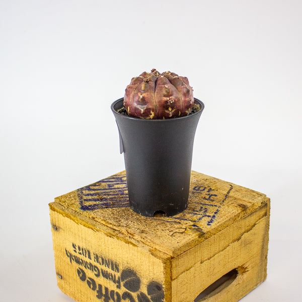 Gymnocalycium mihanovichii Siam Daydream 7.5cm H13cm