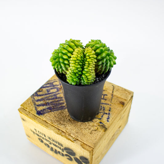 Gymnocalycium mihanovichii Cactus 'Spineless' Mountain Twin XL 10cm H17cm