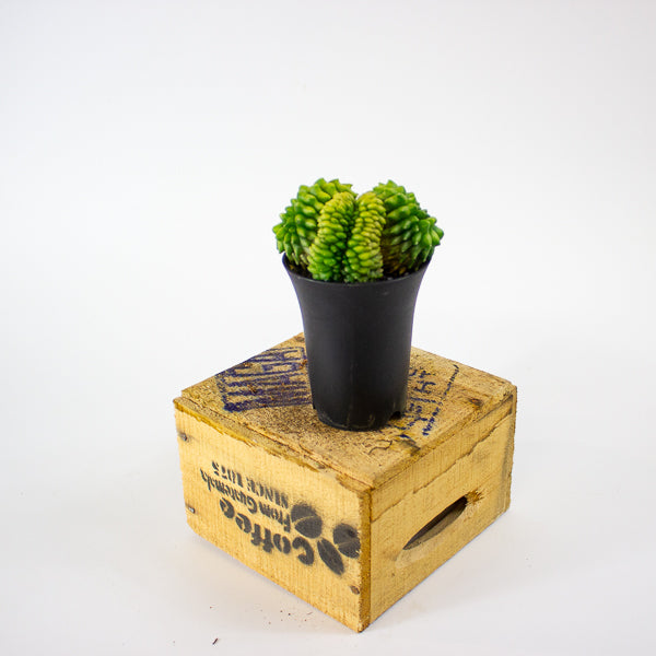 Gymnocalycium mihanovichii Cactus 'Spineless' Mountain Twin XL 10cm H17cm