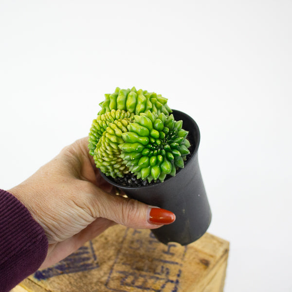 Gymnocalycium mihanovichii Cactus 'Spineless' Mountain Twin XL 10cm H17cm