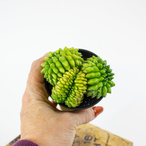 Gymnocalycium mihanovichii Cactus 'Spineless' Mountain Twin XL 10cm H17cm