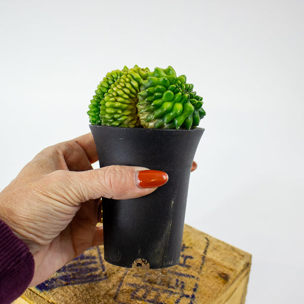 Gymnocalycium mihanovichii Cactus 'Spineless' Mountain Twin XL 10cm H17cm