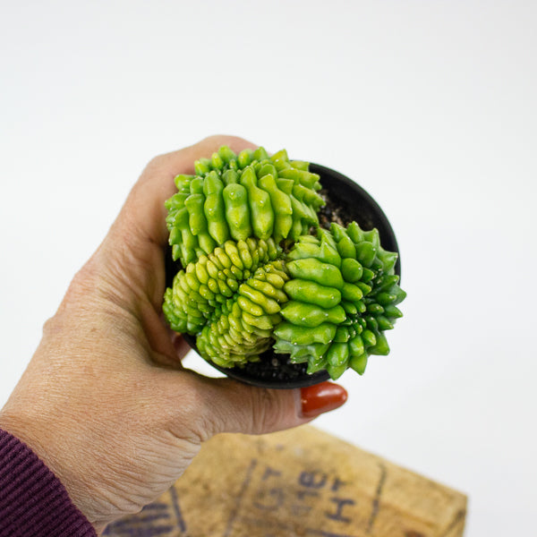 Gymnocalycium mihanovichii Cactus 'Spineless' Mountain Twin XL 10cm H17cm