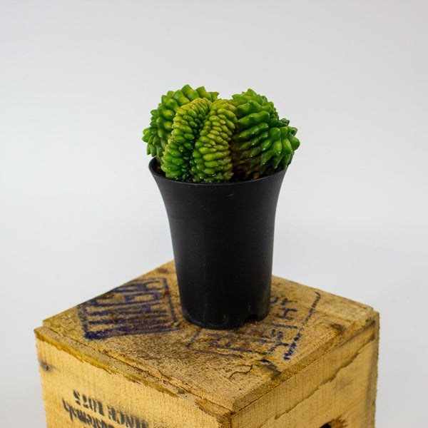 Gymnocalycium mihanovichii Cactus 'Spineless' Mountain Twin XL 10cm H17cm