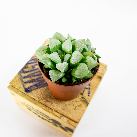 Haworthia retusa 8.5cm H14cm