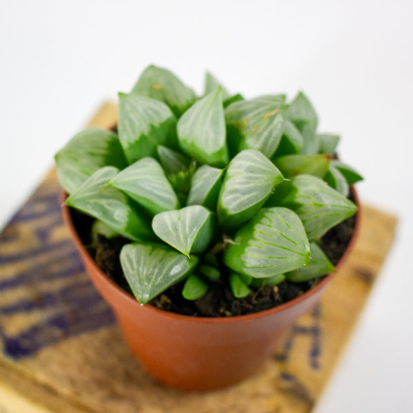 Haworthia retusa 8.5cm H14cm