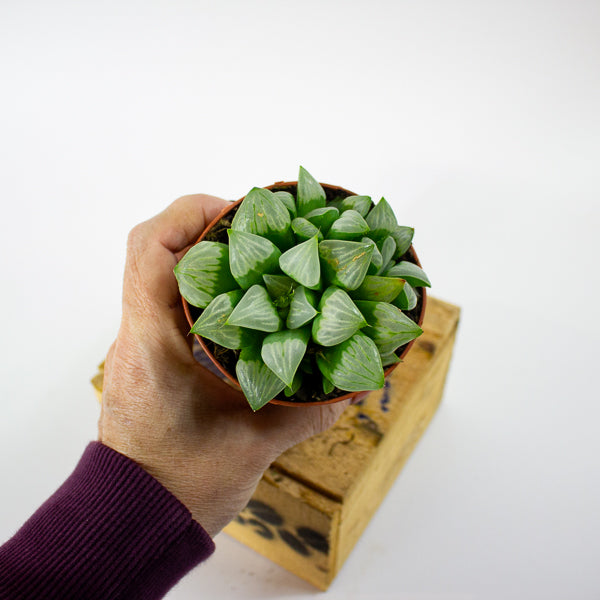 Haworthia retusa 8.5cm H14cm