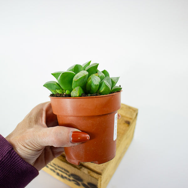 Haworthia retusa 8.5cm H14cm
