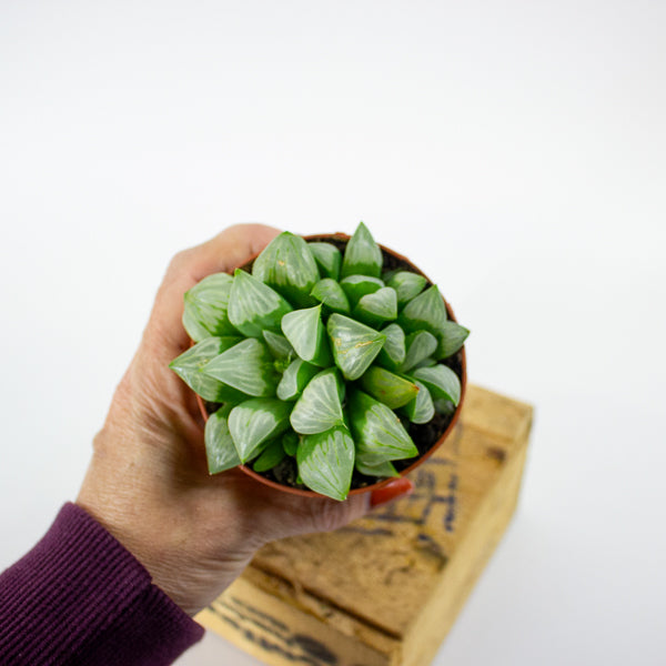 Haworthia retusa 8.5cm H14cm