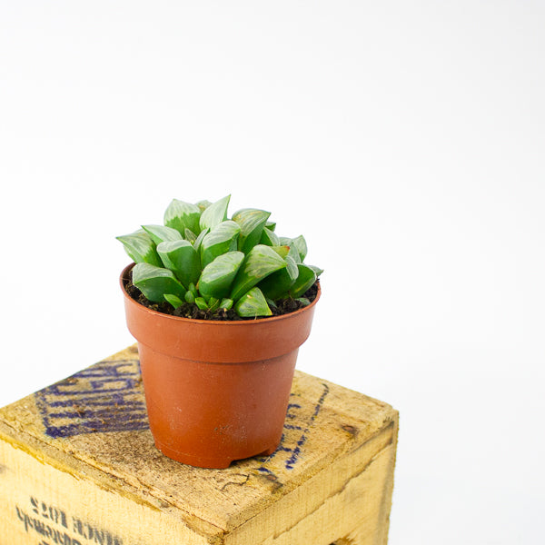 Haworthia retusa 8.5cm H14cm