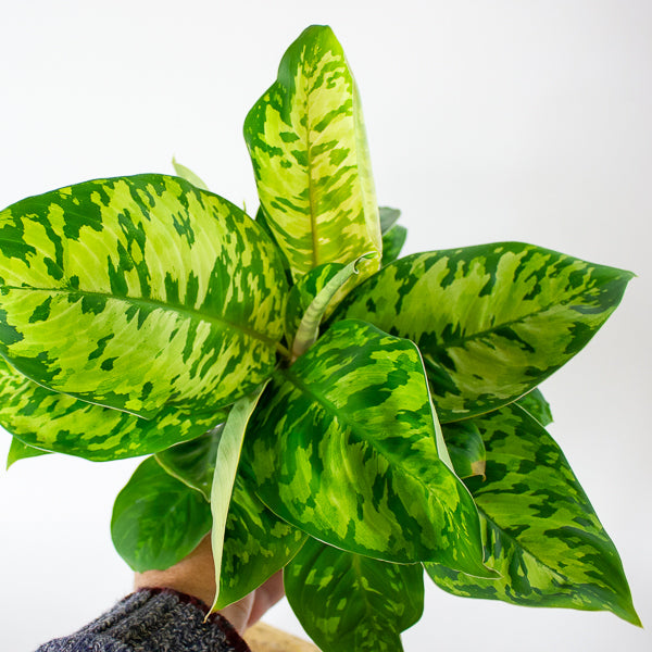 Homalomena wallisii 'Camouflage'