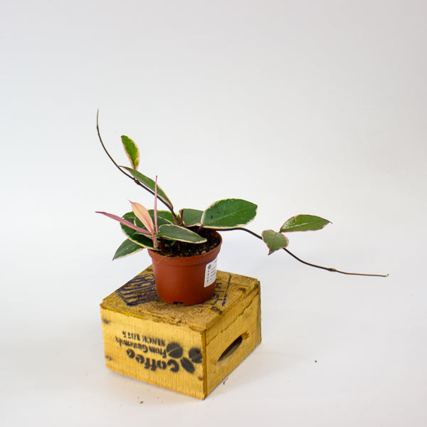 Hoya carnosa Flamingo Dream 9cm H16cm