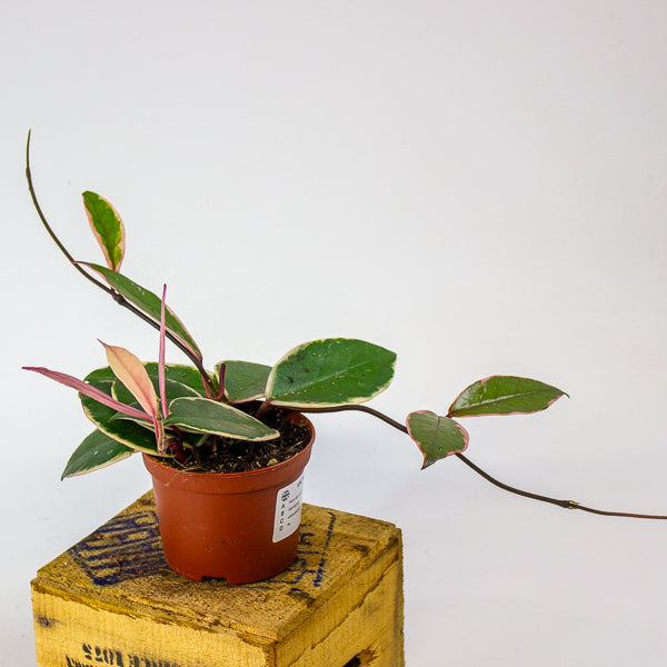 Hoya carnosa Flamingo Dream 9cm H16cm