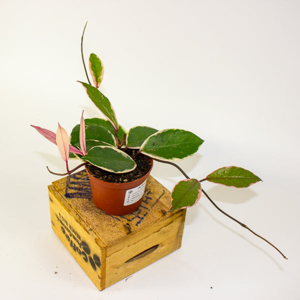 Hoya carnosa Flamingo Dream 9cm H16cm