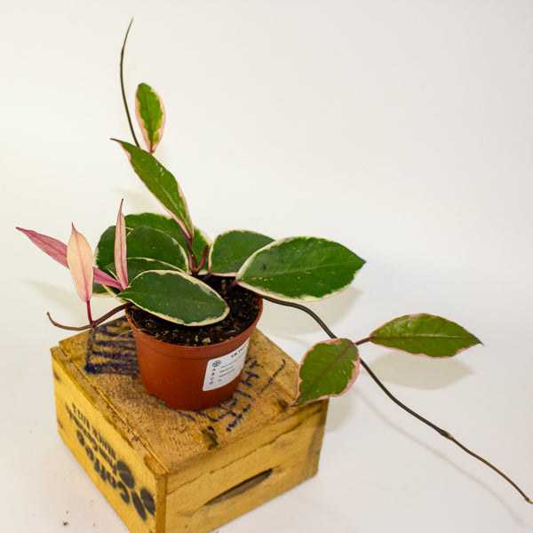 Hoya carnosa Flamingo Dream 9cm H16cm