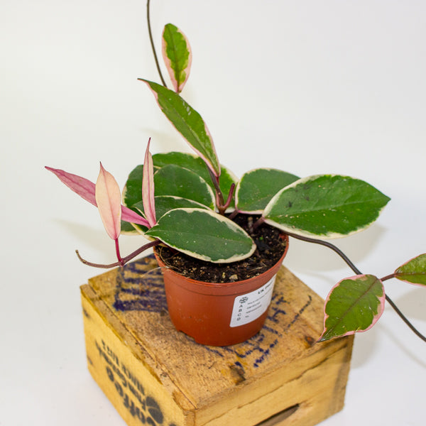 Hoya carnosa Flamingo Dream 9cm H16cm