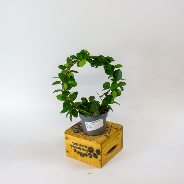 Hoya Mathilde on trellis 9cm H15cm