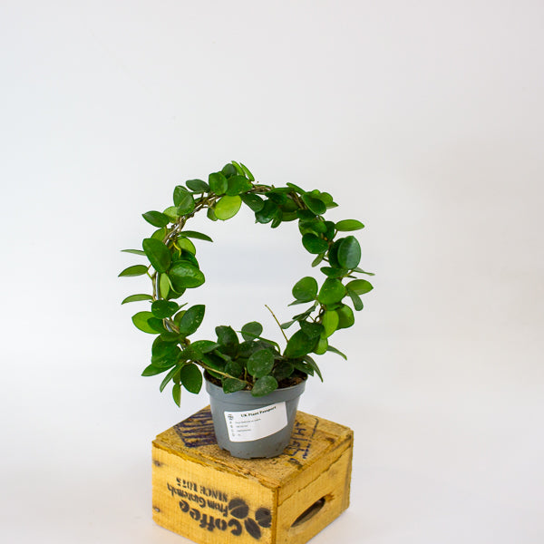 Hoya Mathilde on trellis 9cm H15cm