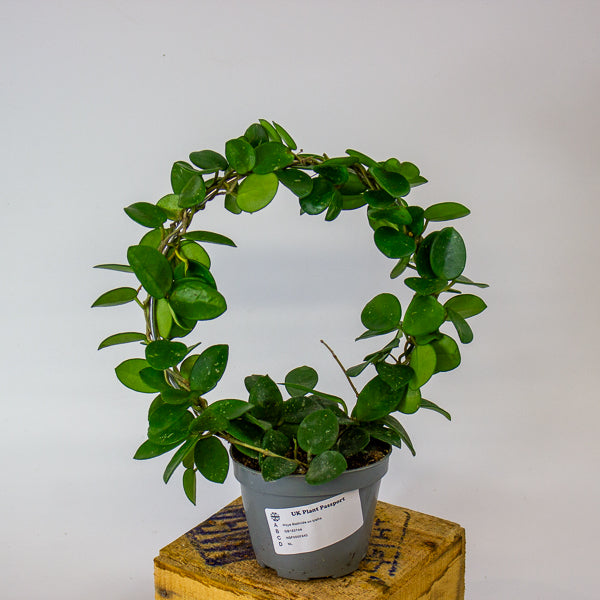 Hoya Mathilde on trellis 9cm H15cm