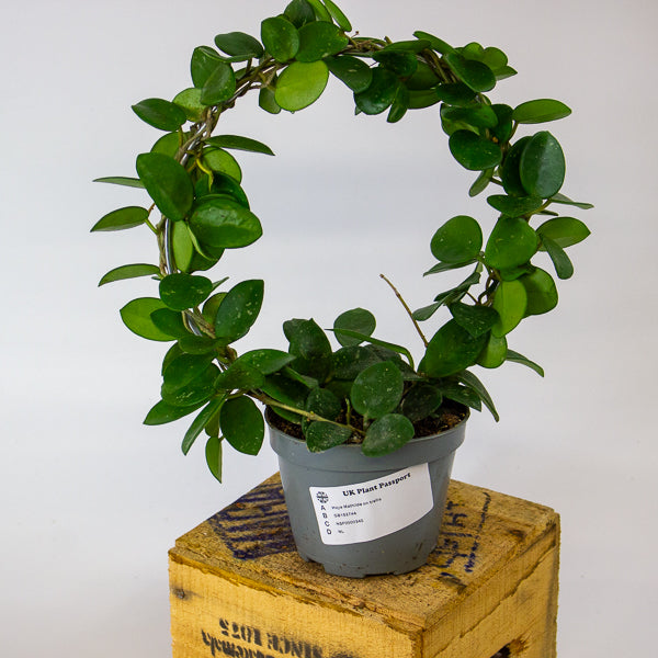 Hoya Mathilde on trellis 9cm H15cm