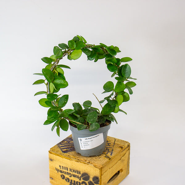 Hoya Mathilde on trellis 9cm H15cm