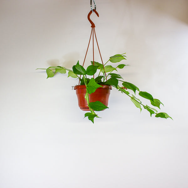 Hoya polyneura 14cm H30cm